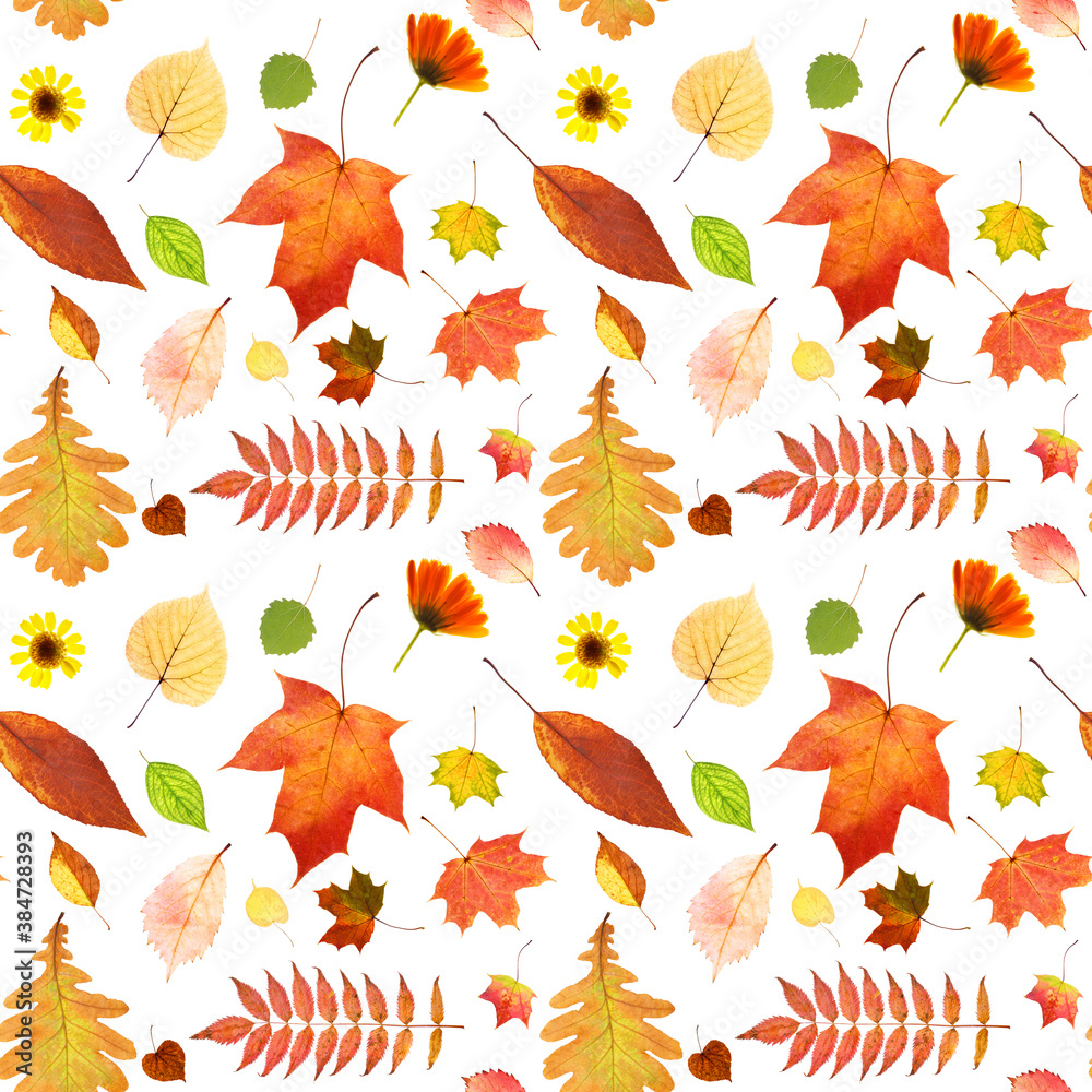 Poster seamless pattern of autumn leaves isolated on white background