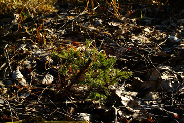 remnants of snow in the shade of spring trees