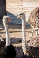 Emu birds in the zoo 