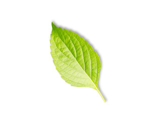 Fototapeta premium Shrubby Basil. Green leaf isolated with clipping path on white background. 