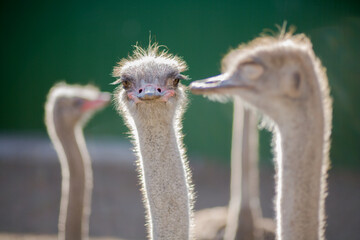 Emu birds in the zoo 