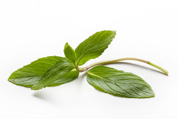 Fresh mint in closeup on a white background