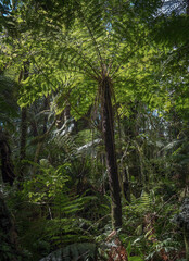 Fern tree. Fox glacier. Mountains. Lake Matheson mirror lake; New Zealand. Oceania. Forest.