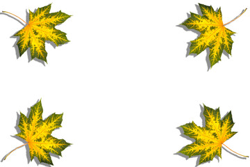 maple, yellow-green maple leaves on a white background, blank for further creativit