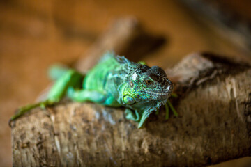 Green iguana portrait in the zoo
