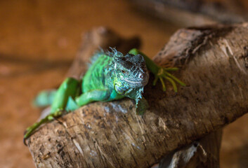 Green iguana portrait in the zoo