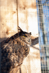brown owl sitting in the zoo