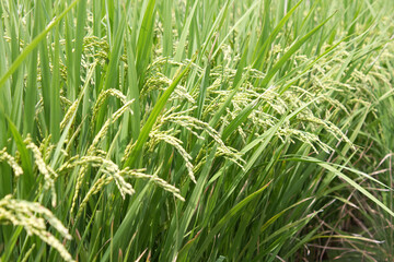 田んぼの稲