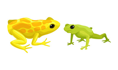 Frog as Short-bodied and Tailless Amphibians Vector Set
