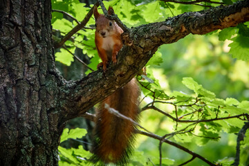 Animails in green forest