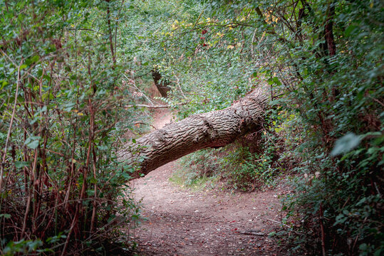 Fallen And Broken Trees In A Park Blocking A Path After A Storm