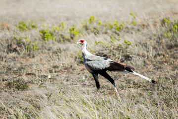 The secretary bird seeks food