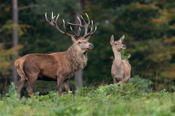 Obraz premium Red Deer Stag and Hind (Cervus elaphus) at the edge of a dense ancient forest