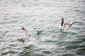 Seaguls in the Japanese sea