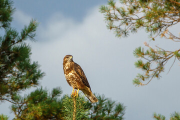 The beauty of the Voronezh region in a fairy-tale forest