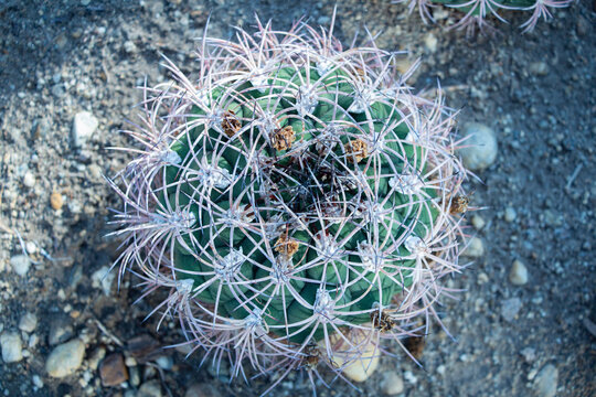 Barrel Cactus From Above