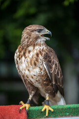 A single hawk sitting portrait