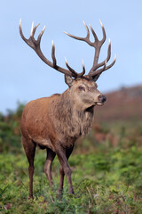 Naklejka na ściany i meble Large Red Deer Stag (Cervus elaphus) walking proudly through open moorland