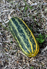 courge