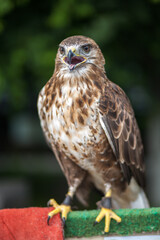A single hawk sitting portrait