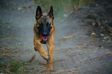 The beauty of the Voronezh region in a fairy-tale forest