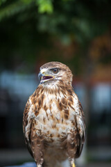 A single hawk sitting portrait