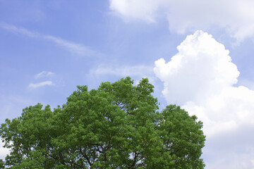 青空と樹木
