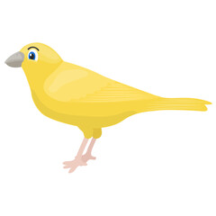 
Cute furry bird in small  size for domestic keeping, canary 
