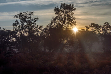 forest landscape on an autumn morning