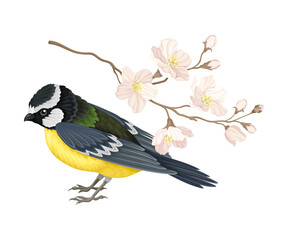 Garden Tit Sitting Near Branch of Apple Blossom Vector Illustration