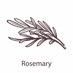 Rosemary icon. Botanical hand drawn branch sketch for labels and packages in engraving style. Aromatherapy antioxidant herb cooking symbol for restaurant or cafe menu vector element