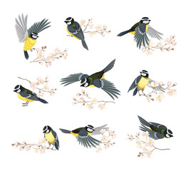 Tit Bird with Black Head and White Cheeks Flying and Sitting on Apple Blossom Branch Vector Set