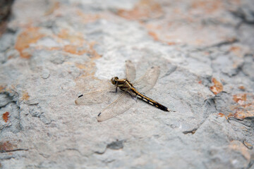 Dragonfly on the rock close up