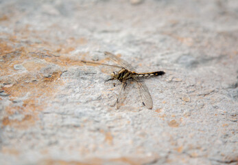 Dragonfly on the rock close up