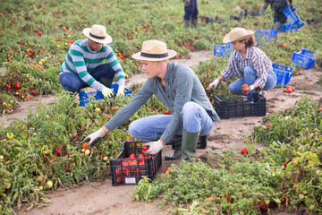 Focused farmer with group of farm workers hand harvesting crop of ripe tomatoes on farm field on fall day
