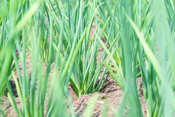 Growing onions during ripening in the form of green feathers in the garden. organic farm