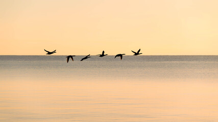 oiseaux migrateur en vol sur le lac Léman