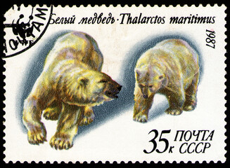 animal Polar Bear (Ursus maritimus), wildlife fauna, circa 1987