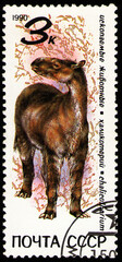 Chalicotherium, prehistoric fauna, circa 1990