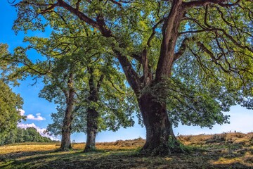 Obraz premium paysage rural