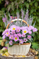 pink Chrysanthemen und Heidekraut im Korb im Herbstgarten