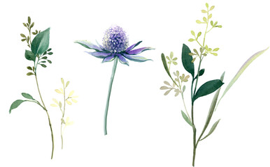 Fototapeta na wymiar Flowers watercolor illustration. Manual composition. Big Set watercolor elements.