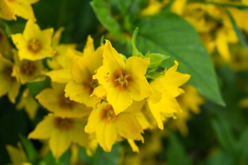 Lysimachia punctata bright yellow dotted loosestrife flowering plant