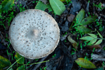Parasol mushroom from above_2
