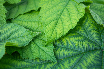 Background of fresh green leaves of black currant. Foliage of black currant bush