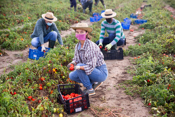 Male and female workers in protective masks gathering crop of tomatoes on field with many damages after thunderstorm with massive rain