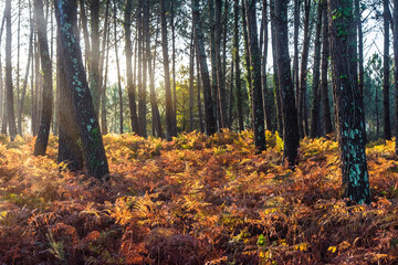 forest landscape on an autumn morning