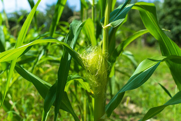 green corn growing on the field. Young Corn Plants.