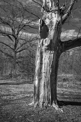 Tree Trunk