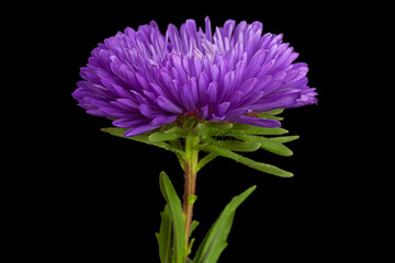 Purple aster flower